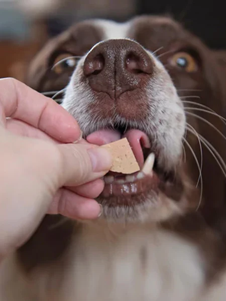 Pâtée naturelle pour chien - Poulet 🐓 - JR Pet Products – Image 3