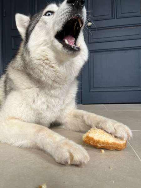 Barres de Fromage de Yak soufflé pour chien - Pawfect – Image 4